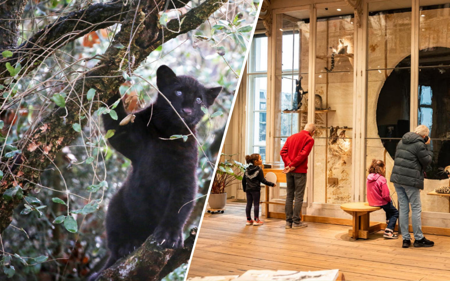Combiticket ARTIS-Park & ARTIS-Groote Museum - afbeelding 12