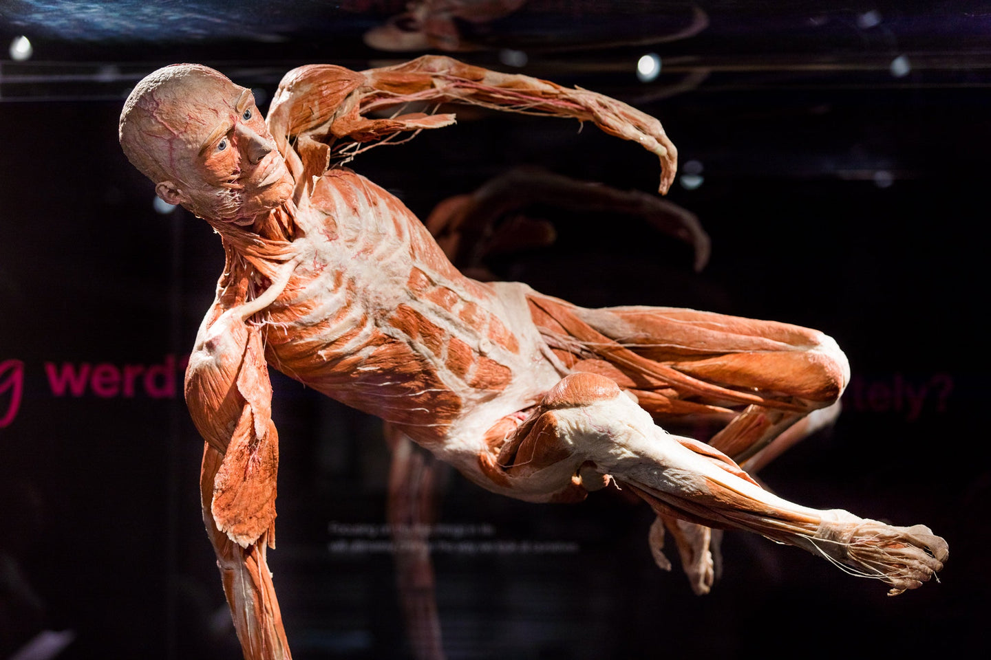 body-worlds - afbeelding 5