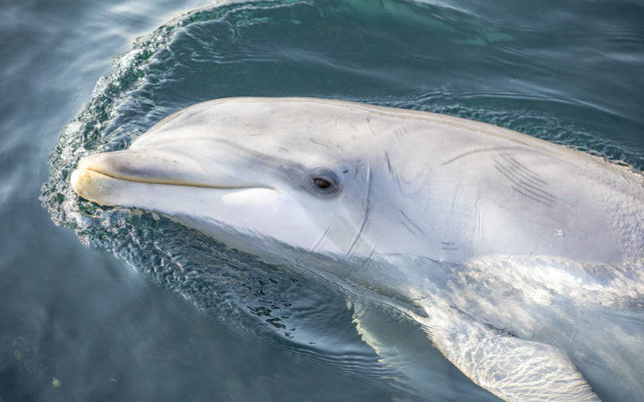 dolfinarium-harderwijk - afbeelding 1