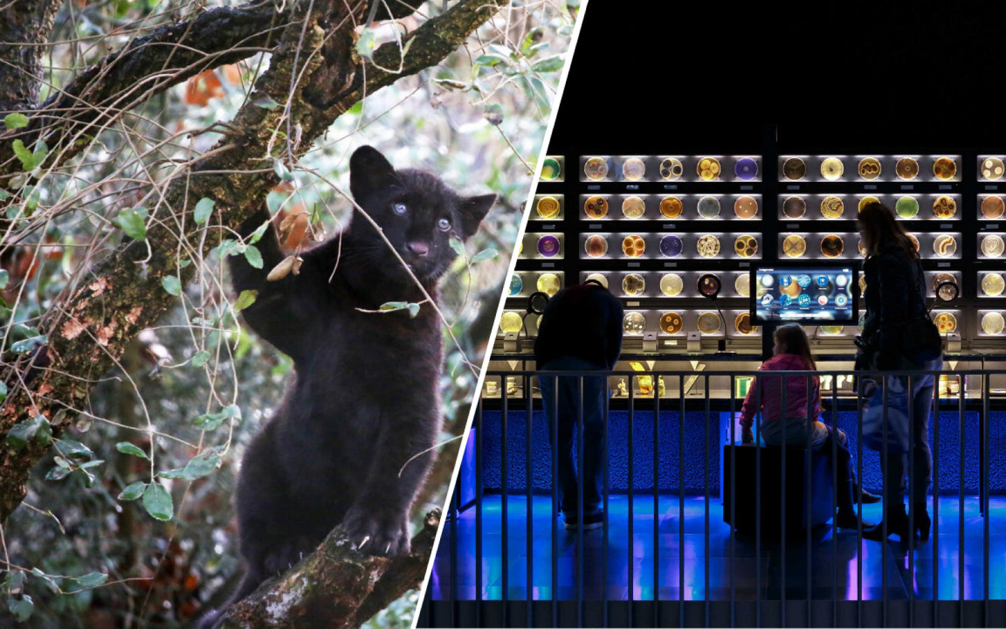 Combiticket ARTIS-Park & ARTIS-Micropia - afbeelding 11