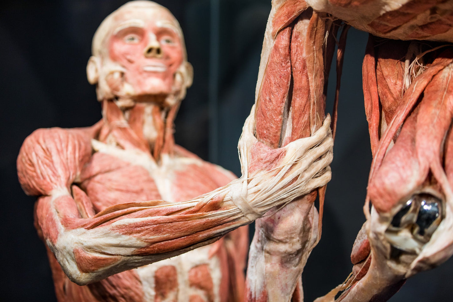 body-worlds - afbeelding 4