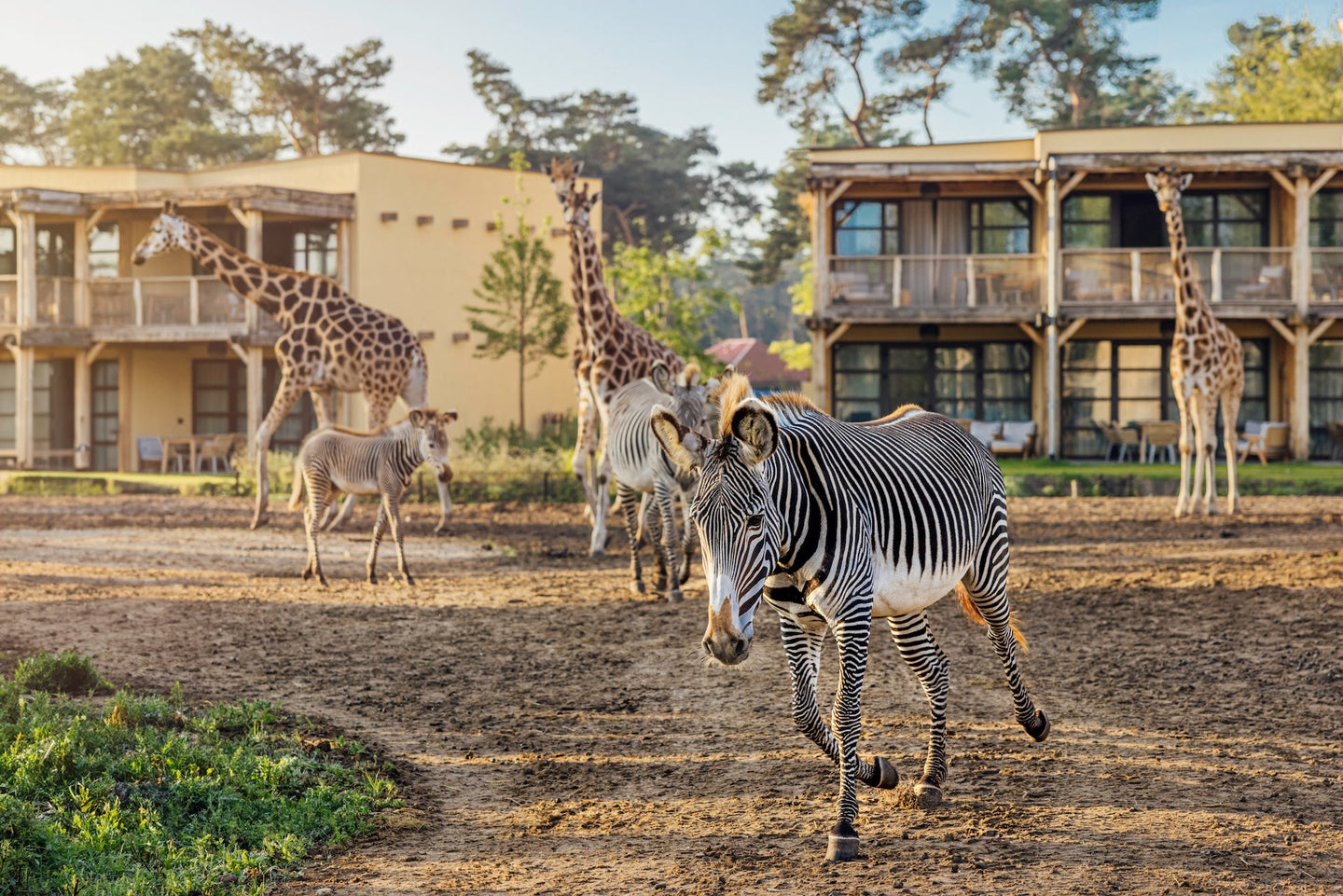 Safari Hotel Beekse Bergen | Verblijf 3 dagen in bijzonder hotel met uitzicht op savanne | incl. dagelijks toegang Safaripark Beekse Bergen - afbeelding 4