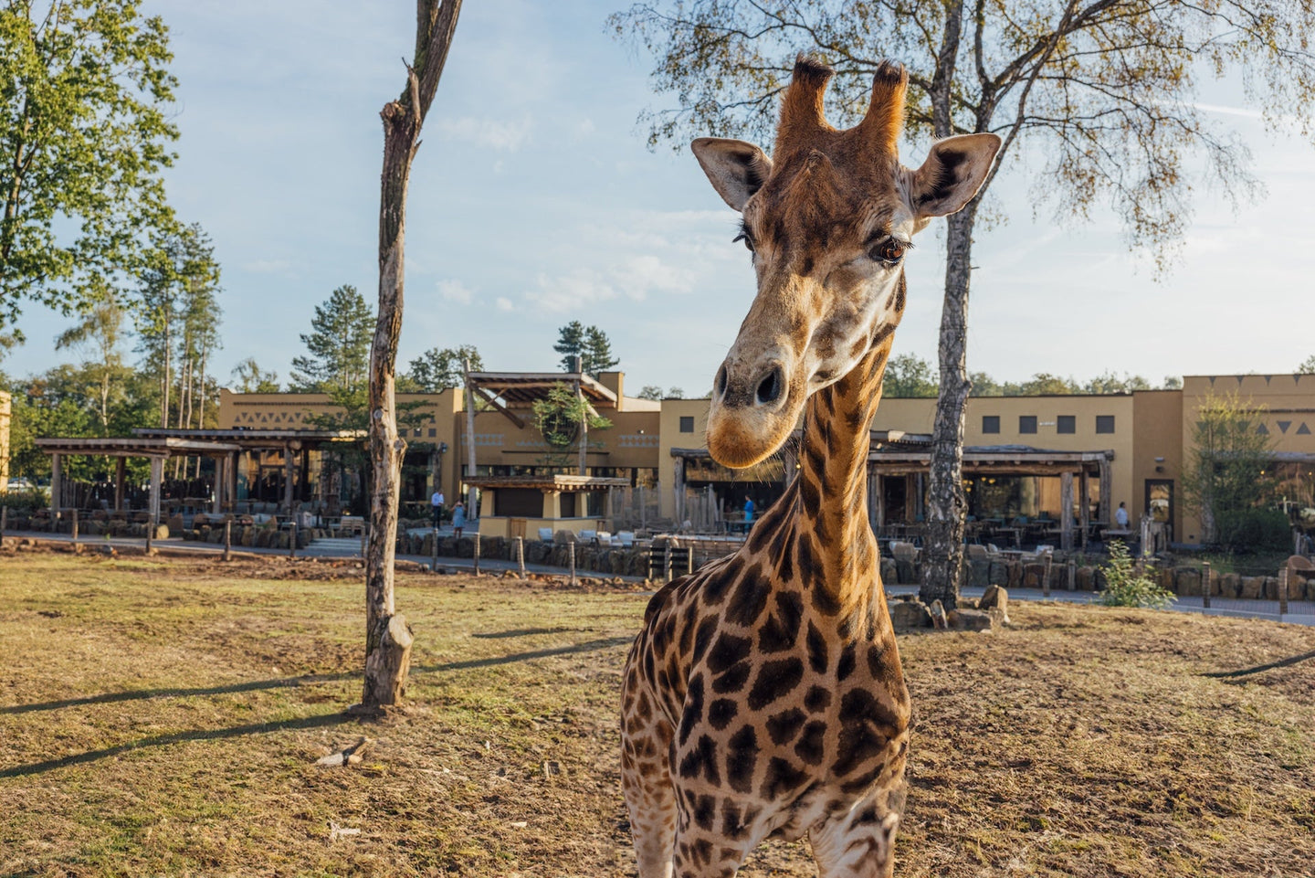 Safari Hotel Beekse Bergen  - afbeelding 6