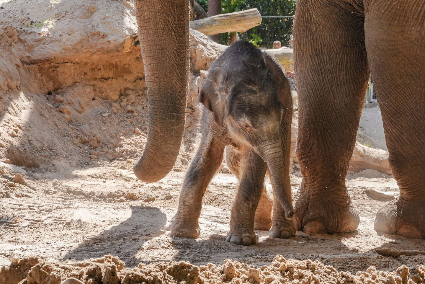 DierenPark Amersfoort - afbeelding 9