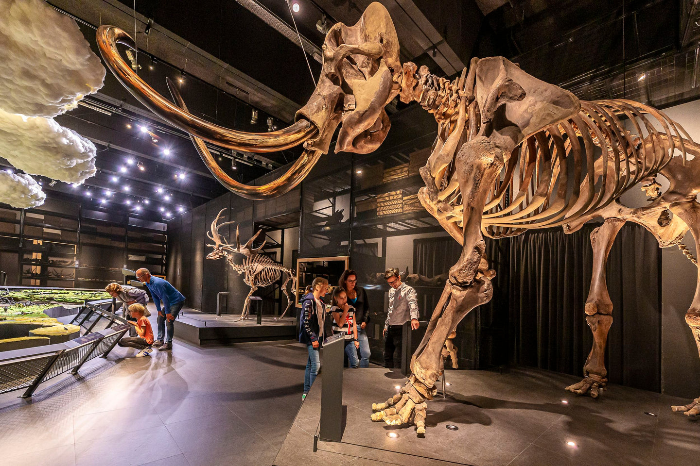 Naturalis + gratis toegang Rexperience - afbeelding 3