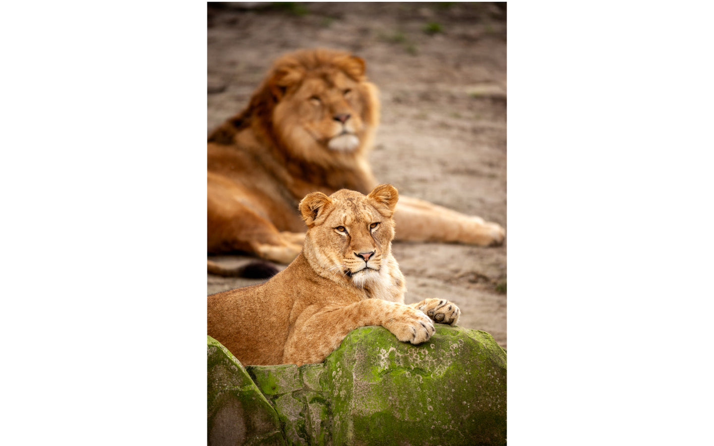 ZOO Antwerpen - afbeelding 6