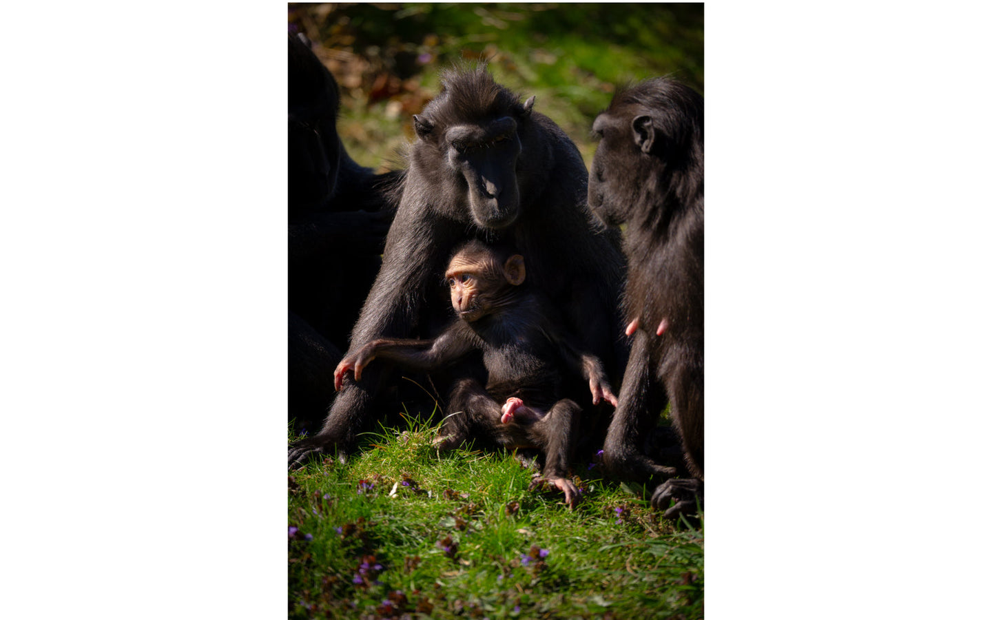 ZOO Planckendael - afbeelding 3