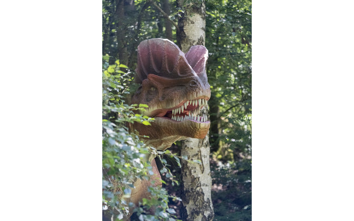 dino-fabriek - afbeelding 5