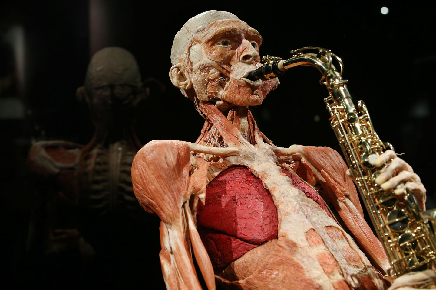 body-worlds - afbeelding 9