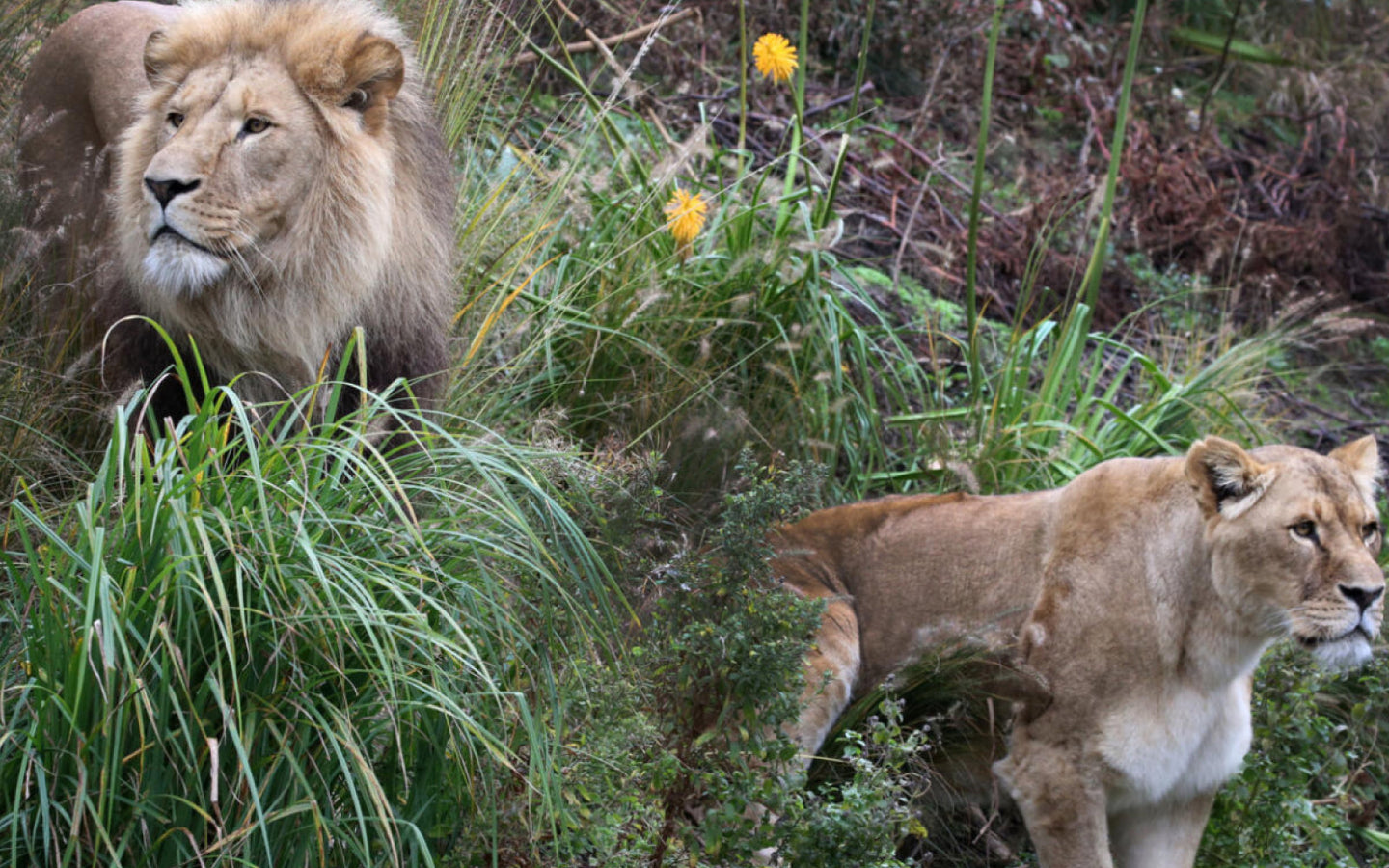 Combiticket ARTIS-Park & ARTIS-Micropia - afbeelding 12